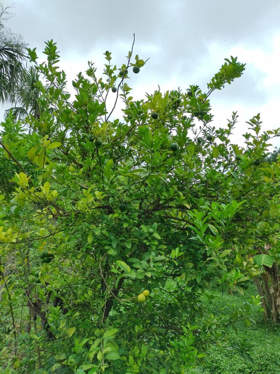 Cabana Wiwa Tayrona Los Naranjos Buitenkant foto