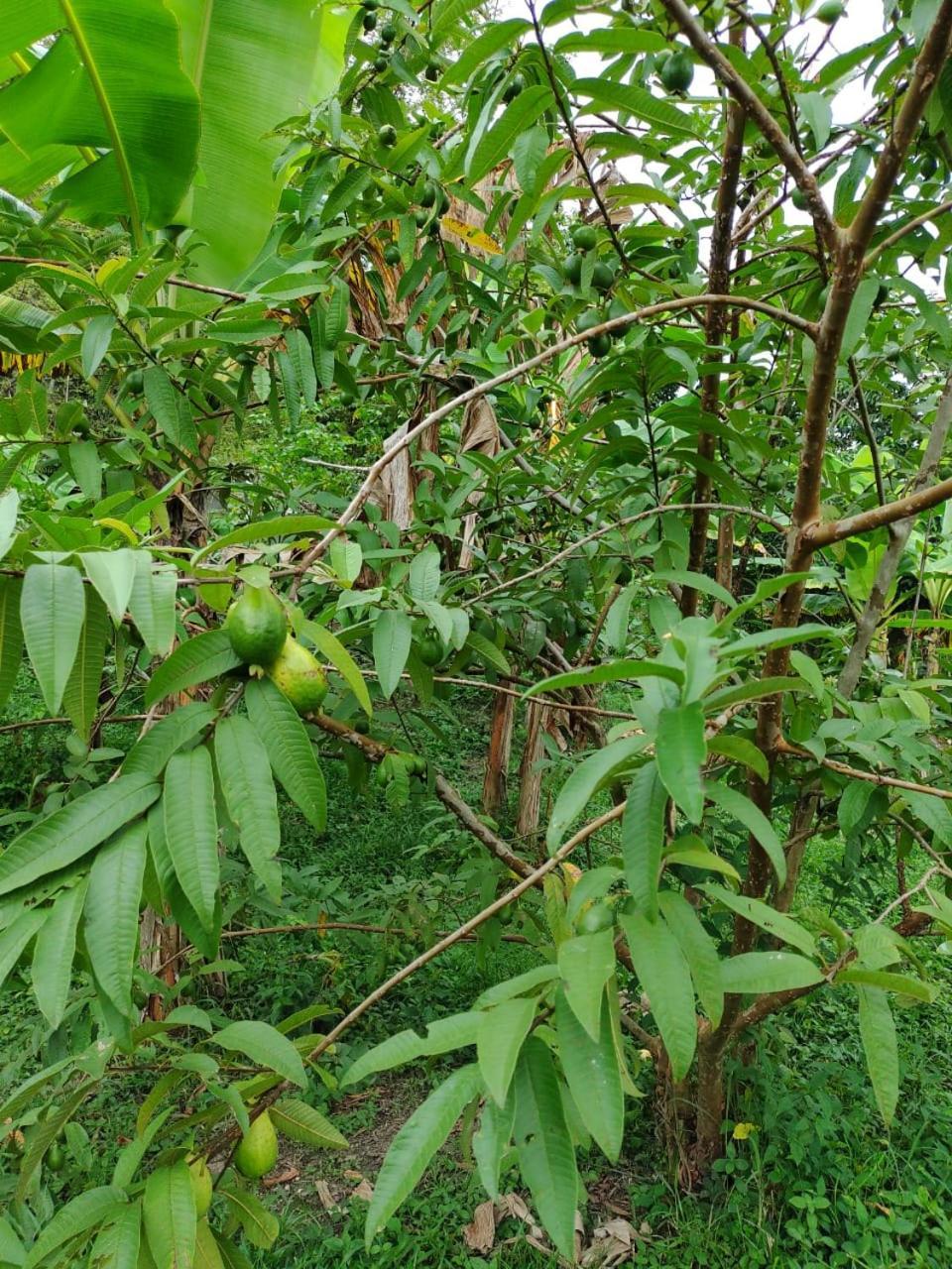 Cabana Wiwa Tayrona Los Naranjos Buitenkant foto